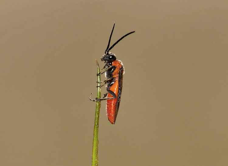 E'' un Miridae? no, Tenthredinidae... Dolerus triplicatus